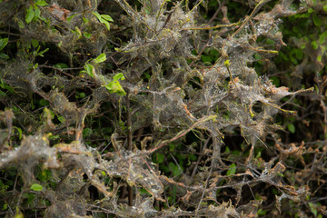 closeup of web around leaves