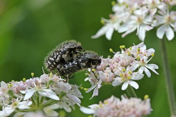 Paarung des Trauer-Rosenkäfers (Oxythyrea funesta) auf Wiesen-Bärenklau (Heracleum sphondylium)