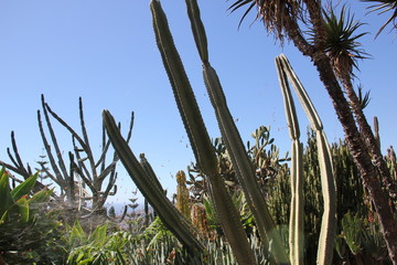 Botanical Garden Madeira