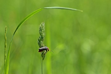 Gemeiner Weichkäfer (Cantharis fusca) an Grashalm