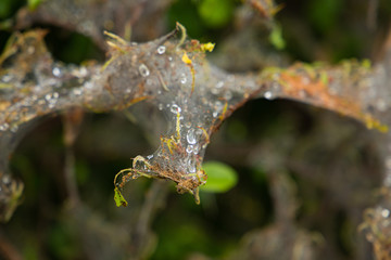 Web in closeup with water drops with worms in it
