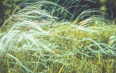  Feather grass on the summer meadow. Beautiful, magical, abstract background of grass in the summer meadow. Feather grass fluttering in the wind.