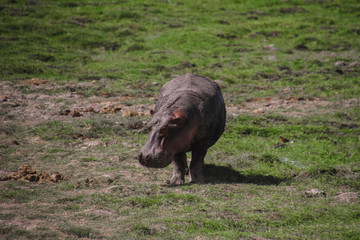 Hippopotamus at serengeti national park africa