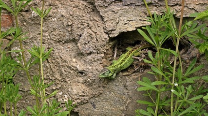 Männliche Zauneidechse (Lacerta agilis) an Trockenmauer