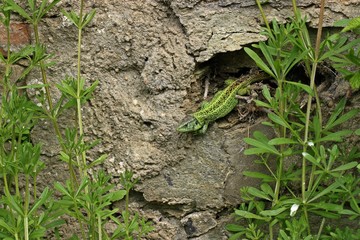 Männliche Zauneidechse (Lacerta agilis) an Trockenmauer