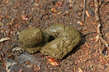 Frischer Fuchskot auf einem Waldweg © Schmutzler-Schaub