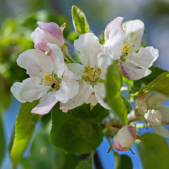 A branch of a flowering Apple tree against a blue spring sky.