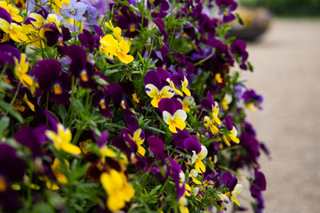 closeup of flowers mainly purple and yellow and green