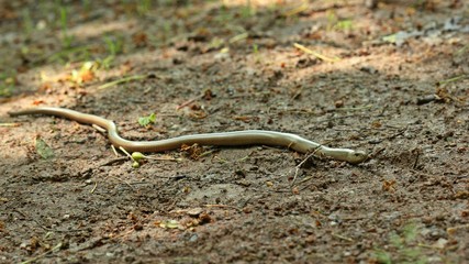 Blindschleiche (Anguis fragilis) auf Waldweg