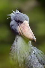 The shoebill (Balaeniceps rex) also known as whalehead or shoe-billed stork portrait in green reeds