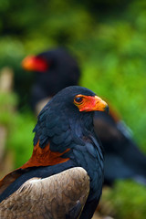 The bateleur (Terathopius ecaudatus) sitting in the green in the background sits the second eagle. African eagles sitting in green bush.