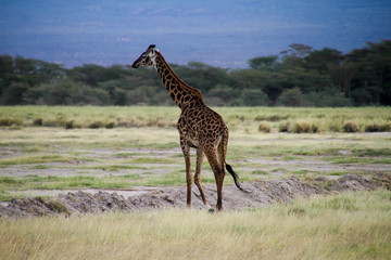 giraffe in serengeti national park tanzania africa