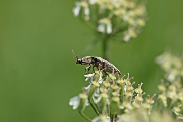 Mausgrauer Schnellkäfer (Agrypnus murinus) auf Wiesen-Bärenklau (Heracleum sphondylium)