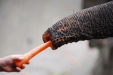 Feeding an elephant 