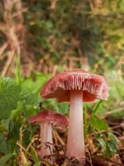 Wood Blewit Fungus on a Woodland Floor