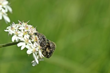 Paarung des Trauer-Rosenkäfers (Oxythyrea funesta) auf Wiesen-Bärenklau (Heracleum sphondylium)