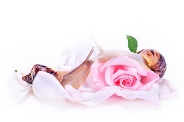 Pink rose. Gentle pink rose and snails on rose, the concept of advertising cosmetics for the face. Snails crawling on rose to meet each other, concept of love and tenderness.