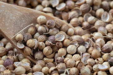 close up of pile Coriander seeds and wooden spoon