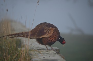 Pheasant in the Mist 