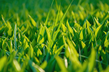Green grass in the sunlight. Valley lily of the valley sunny day. Spring day and green lily of the valley.