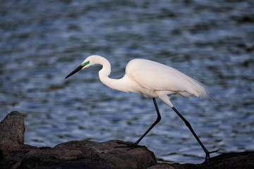 シラサギ　コサギ　東京湾