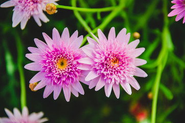 Fototapeta premium Flor da Margarida Rosa no jardim