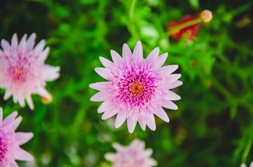  Flor da Margarida Rosa no jardim