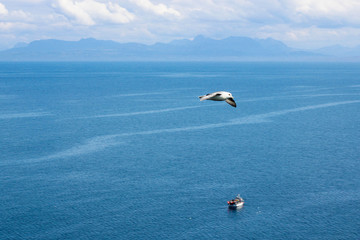 Naklejka na ściany i meble Sea gull and fishing boat - Isle of Skye