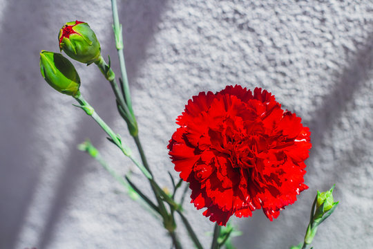 Flor cravo vermelho no jardim
