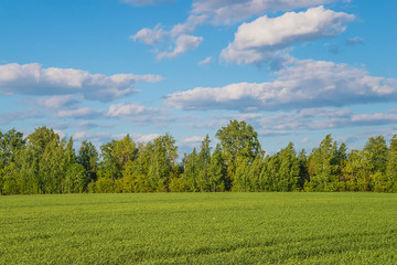Fototapeta na wymiar Beautiful spring landscape: green forest and agricultural field and the blue sky with clouds
