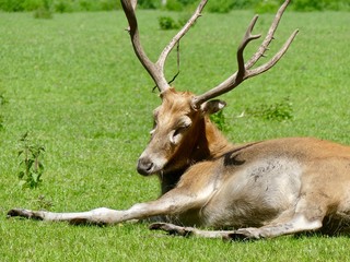 Lying sleeping deer on pasture