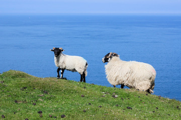 Sheep and her lamb on a cliff - Isle of Skye