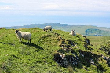 Sheep roaming free - Isle of Skye