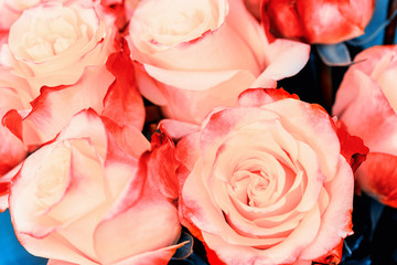 Floral background of blooming roses, coral color. Live coral color flowers. Coral rose close up.