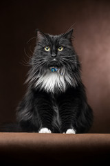 A beautiful and funny black and white cat sitting and looking.