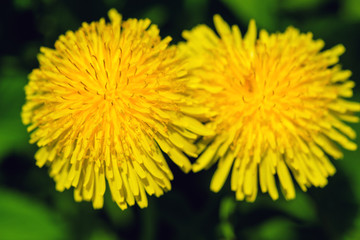 Dandelion spring flower. Yellow spring flower dandelion.