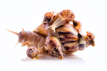 Mother of many children. Happy family. Mother of many children and her children are together for walk. Love for children and their education. House for large family. Snail with children on the back.