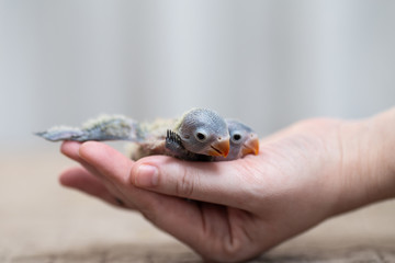 Close up shot of human hand holding beautiful miniature Fischer's lovebirds chicks playing and searching for feeding. © Dusko