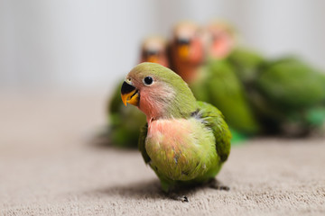 Close up shot of beautiful miniature Rosy faced lovebirds chicks playing and searching for feeding.