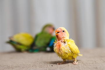 Close up shot of beautiful miniature Rosy faced lovebirds chicks playing and searching for feeding.