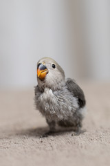Close up shot of beautiful miniature Rosy faced lovebird chick playing and searching for feeding.
