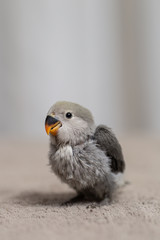 Close up shot of beautiful miniature Rosy faced lovebird chick playing and searching for feeding.