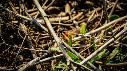 A bug tries to fly from a burned field