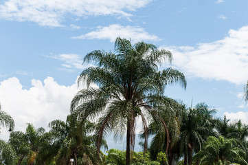 Fototapeta na wymiar Palm trees on beautiful sunny day; blue sky