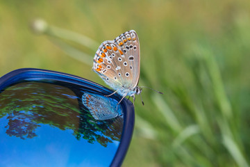 lycaenidae butterfly sitting on blue sunglasses against green grass
