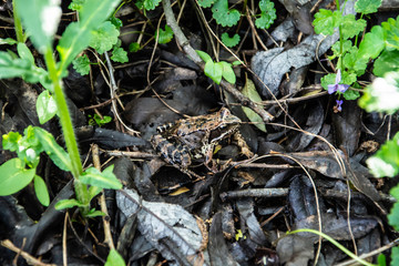 A ground frog in a forest