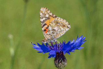 Silver-washed Fritillaru butterfly sitting on blue cornflower in green grass