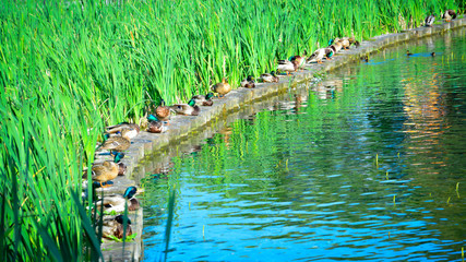 Mallards takes places in a park