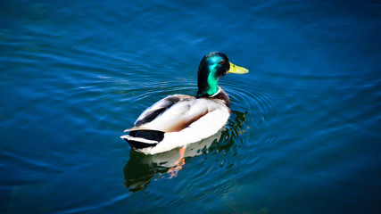 A mallard swims on a lake