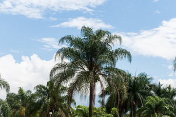 Fototapeta na wymiar Palm trees on beautiful sunny day; blue sky